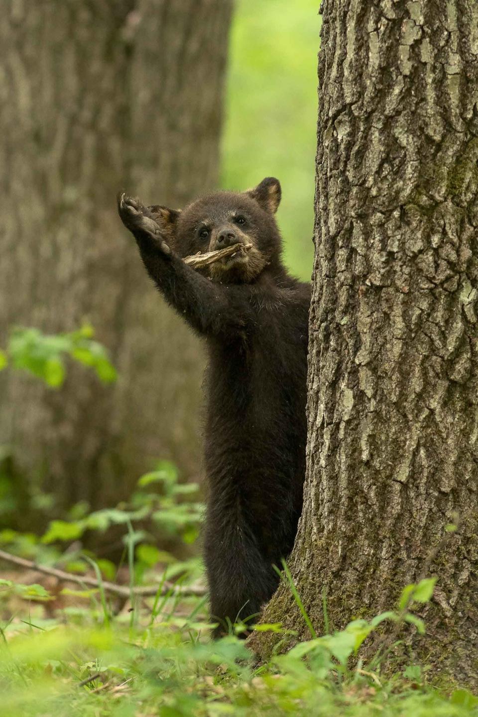 A black bear cub appears to raise its hand before bowing