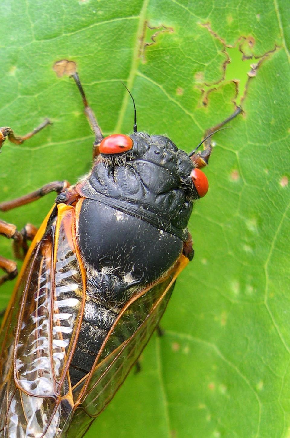 A cicada appears in Pipestem State Park in West Virginia on May 27, 2003.