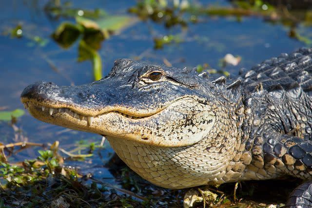 <p>Getty</p> An alligator lies in the water