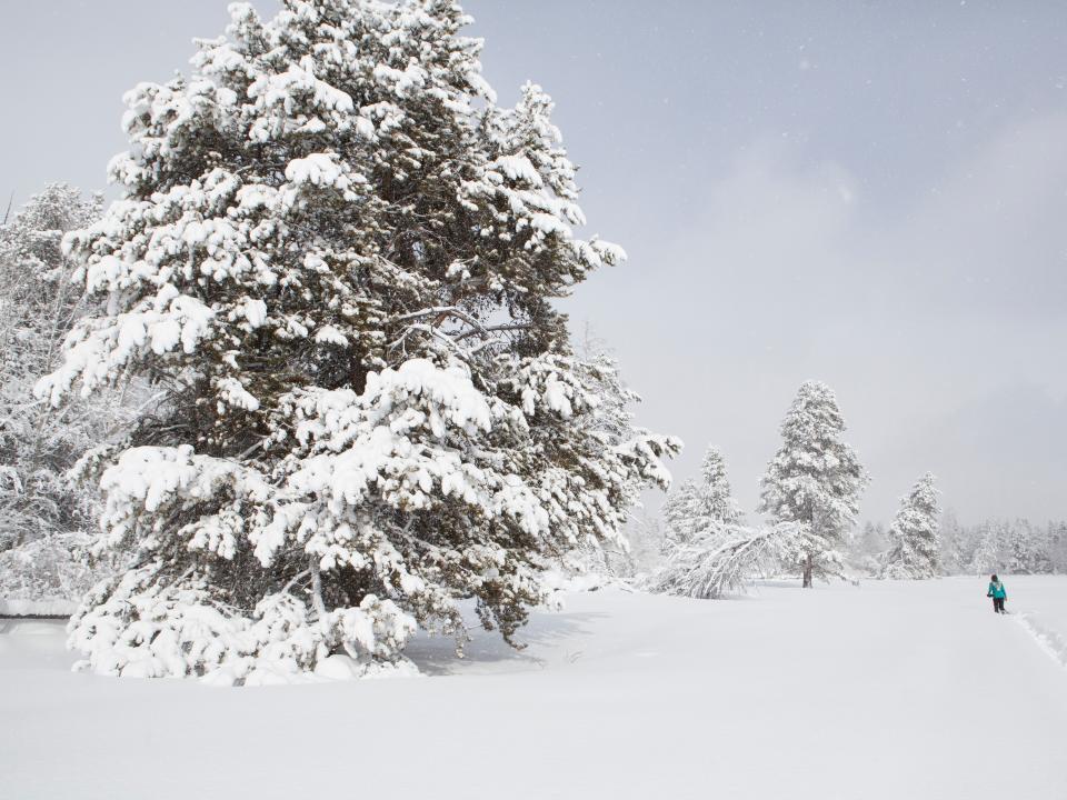 jackson hole in the winter with large tree in front