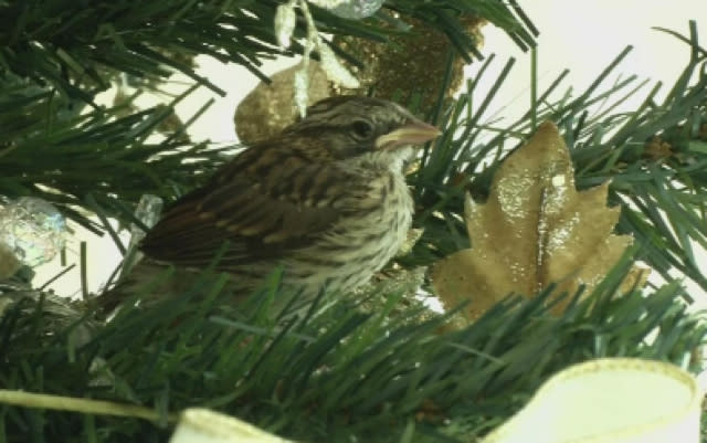 Baby birds hatch in family's Christmas tree