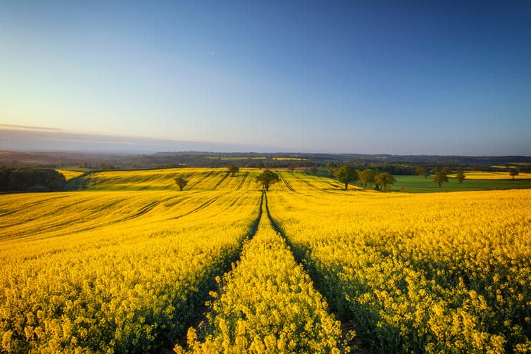 <span class="caption">Oilseed rape: more efficient under organic production.</span> <span class="attribution"><span class="source">EddieCloud / shutterstock</span></span>