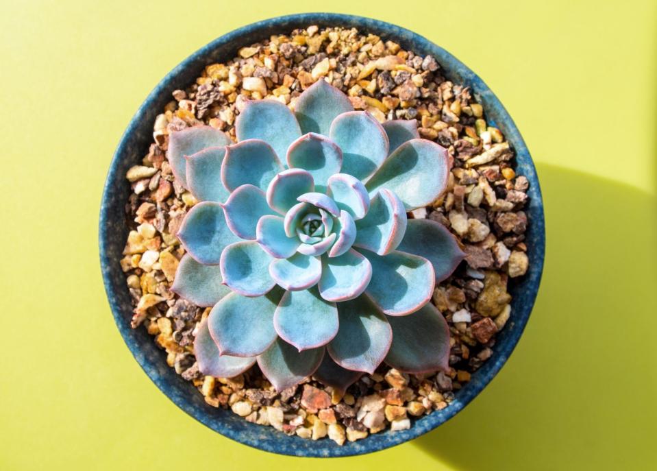 Echeveria peacockii succulent