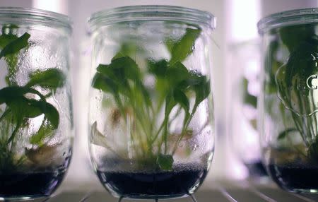 Dandelion plants are seen in glasses at a greenhouse at the Fraunhofer Institute for Molecular Biology and Applied Ecology (IME) in Muenster August 14, 2014. REUTERS/Ina Fassbender