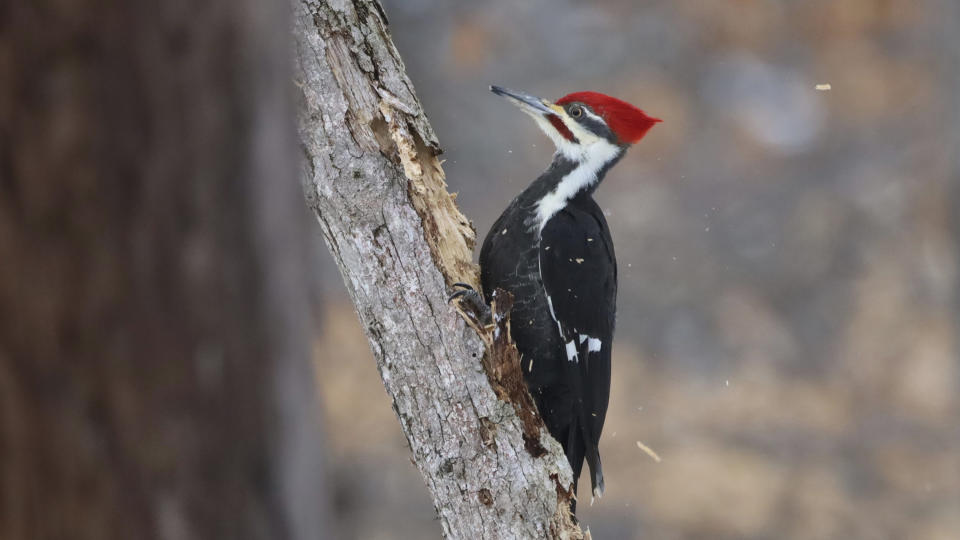 In this photo supplied by Macaulay Library/Cornell Lab of Ornithology, a woodpecker pecks a piece of wood. Woodpeckers love suet feeders, as do wrens and nuthatches. (Steve Luke/Macaulay Library/Cornell Lab of Ornithology via AP)