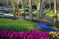 <p>Looking for an exquisite, showstopping array of flowers? This is it. The Keukenhof, which in Dutch means 'kitchen garden', has been around since the 15th century and covers 32 hectares. It became a public garden in 1950 and now welcomes over a million visitors a year. From the authentic 19th-century windmill, to the gigantic flower bulb mosaic, covering an area of 250m2 and consisting of 50,000 tulips, grape hyacinths and crocuses, it's utterly spectacular.</p><p><a class="link " href="https://www.youtube.com/watch?v=dqMA5s-N1Uw" rel="nofollow noopener" target="_blank" data-ylk="slk:Take a virtual tour;elm:context_link;itc:0;sec:content-canvas">Take a virtual tour</a><strong><br><br><br></strong></p>