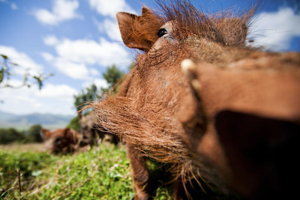 This family of warthogs regularly visited our campsite in the Ethiopian highlands, so I set up a camera with a wide-angle lens to photograph them as they rummaged for food. (Photo: Will Burrard-Lucas/Caters News)