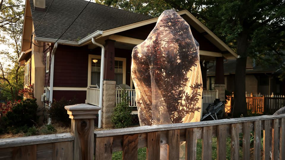 A young tree in Takoma Park, Maryland, is draped in netting in May 2021 to protect its small branches from being damaged by periodical cicadas laying their eggs in them. - Chip Somodevilla/Getty Images North America/Getty Images