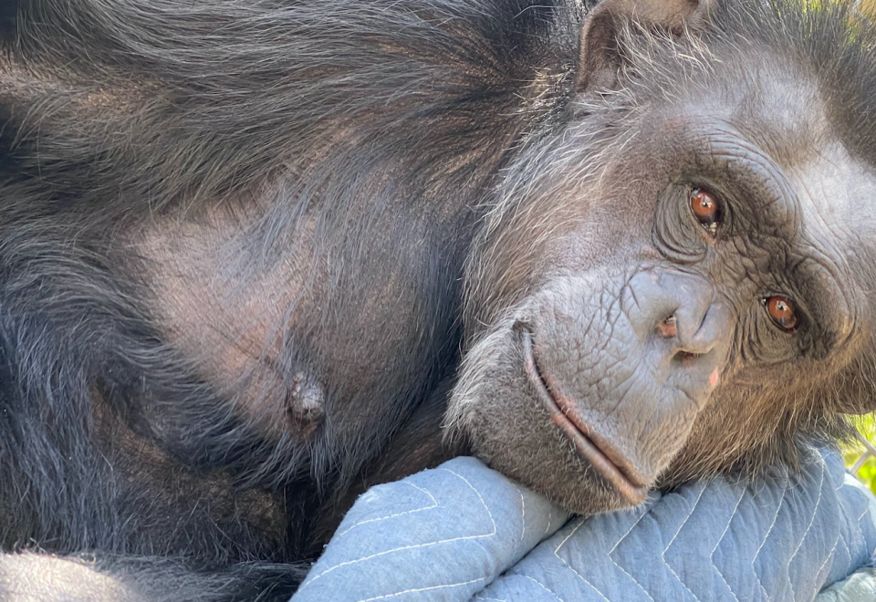 Ernesta is one of the seven chimps rescued and flown across the country to a Florida animal sanctuary through the FedEx Cares "Delivering for Good" initiative.