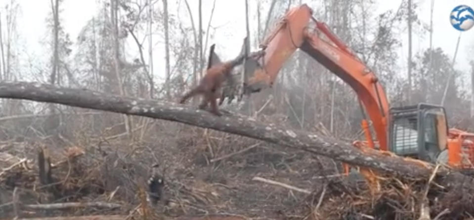 A heartbreaking video has emerged of an orangutan trying to fight off a digger. Photo: Facebook/ International Animal Rescue