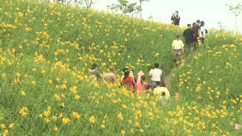 彰化花壇虎山巖的金針花吸引許多遊客賞花。