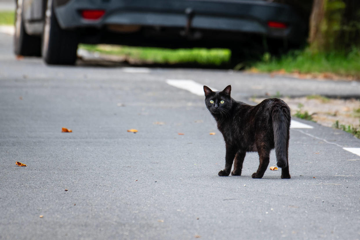 En Espagne, les autorités soupçonnent l’empoisonnement massif d’une cinquantaine de chats près de Cordoue. (photo d’illustration)