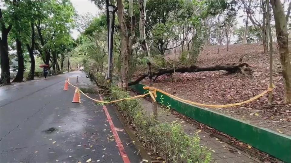 路樹倒塌壓死散步男子　高雄澄清湖園區關園一週