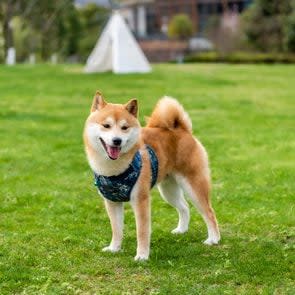 Of pet shiba inu