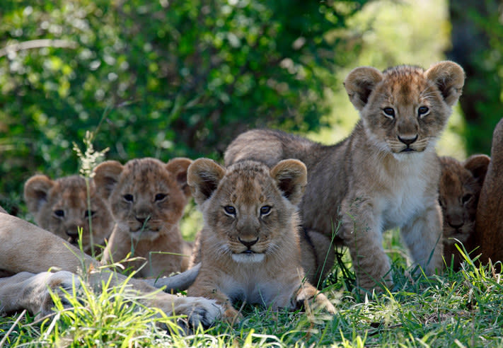 lion cubs