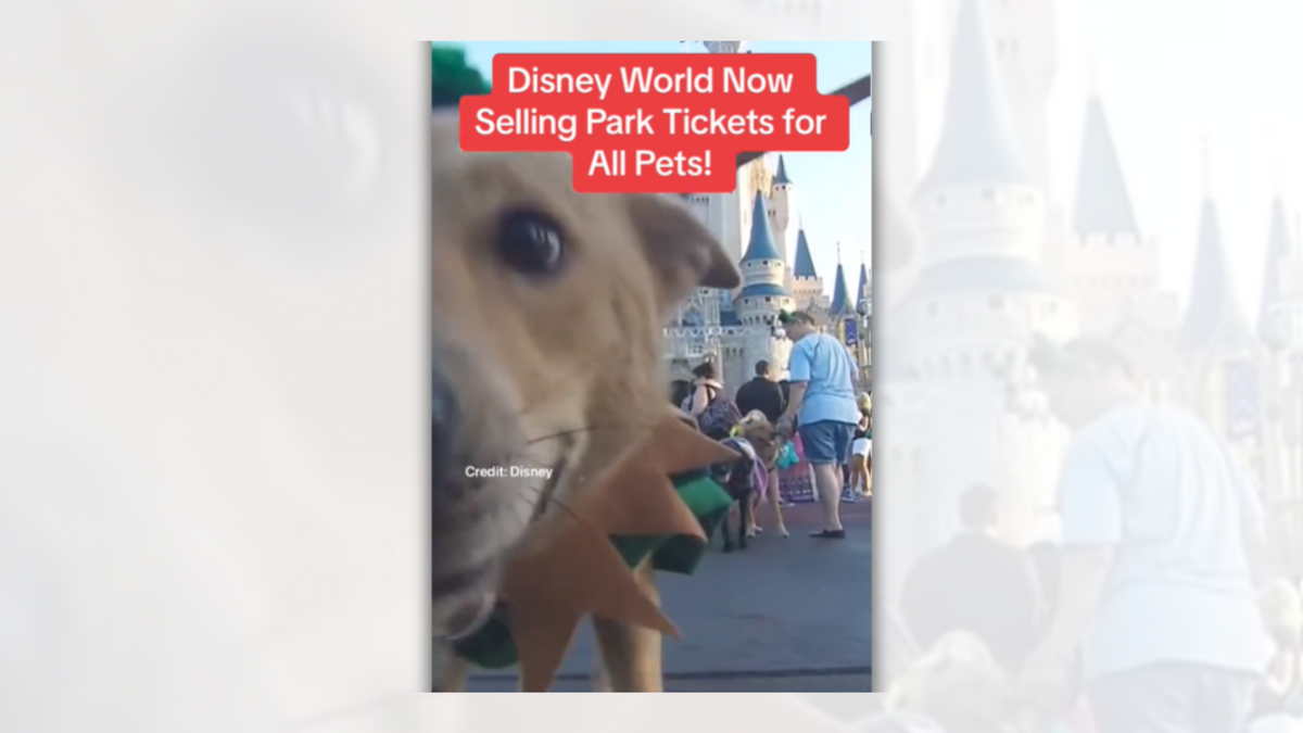 Text says "Disney World Now Selling Park Tickets for All Pets" over a close-up picture of a dog. Cinderella