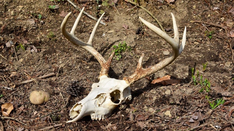 The skull and antlers of an eight point whitetail deer in the forest. - Image: Kyle Selcer (Shutterstock)