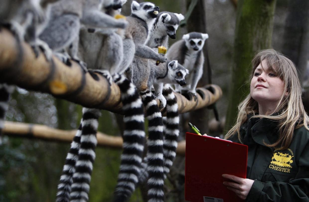 A conservation researcher counts ringtailed lemurs for a zoo's annual stock take. Zoos have the capacity to do more for conservation science and practice. (AP Photo/Jon Super).