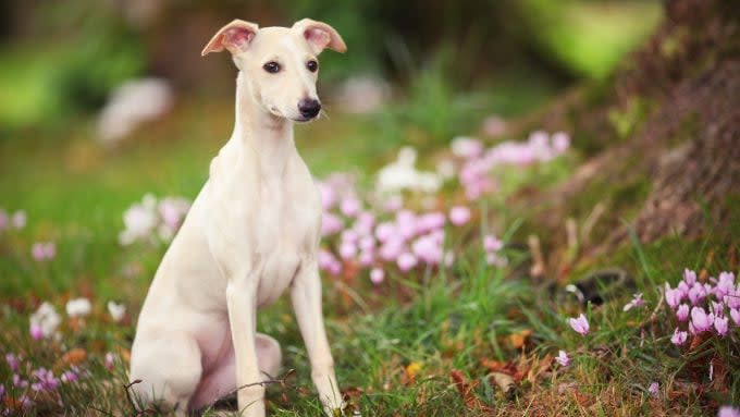Whippet puppy in a woodland
