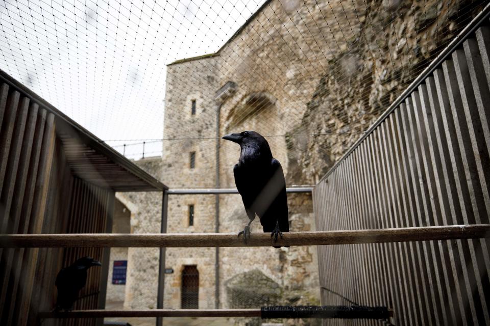 A raven perches in a cage at the Tower of London in central London on October 12, 2020.  / Credit: Photo by TOLGA AKMEN/AFP via Getty Images