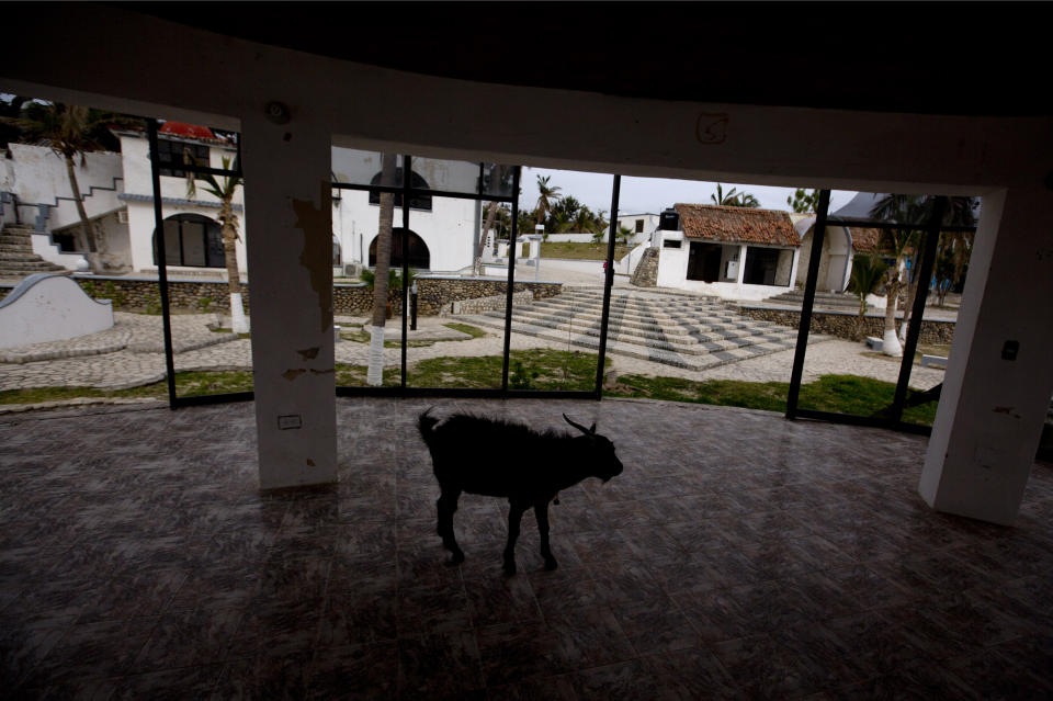 A goat wanders inside the shell of a building that was damaged in a 2018 hurricane in then staff area of Puerto Balleto during a media tour of the former Islas Marias penal colony off Mexico's Pacific coast, Saturday, March 16, 2019. With the prison just closed, the hurdles of distance, weather and decayed infrastructure may not make it easy for the islands to prosper in their new role as a nature center and education camp for children. (AP Photo/Rebecca Blackwell)