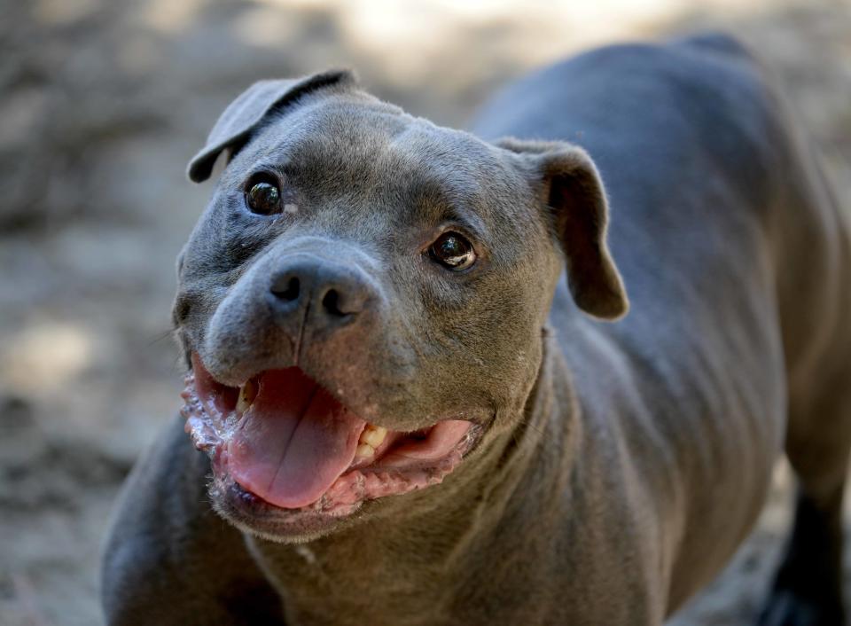 Bono, the PAWS pet of the week