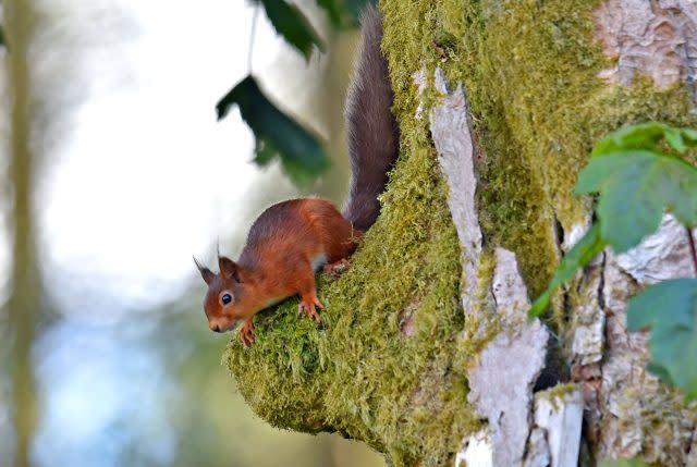 A Red Squirrel looks for food in Kielder Forest in Northumberland (Owen Humphreys/PA)