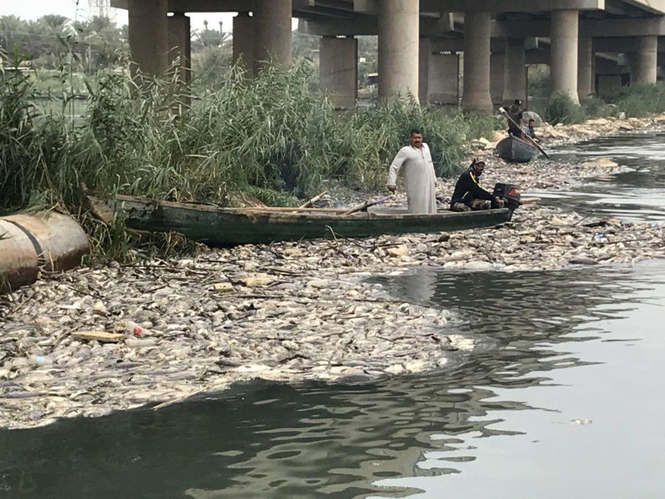 In this Saturday, Nov. 3, 2018 photo, dead carp float in the Euphrates River, near the town of Hindiyah, 80 kilometers (50 miles) south of Baghdad, Iraq. Officials and fishermen are at a loss to explain how hundreds of tons of carp have suddenly died in fish farms in the Euphrates River, fueling anxieties about soaring water pollution. Local authorities used excavators to skim dead fish from the river surface, where residents and local farmers have long complained about substandard water management. (AP Photo/Ali Abdul Hassan)