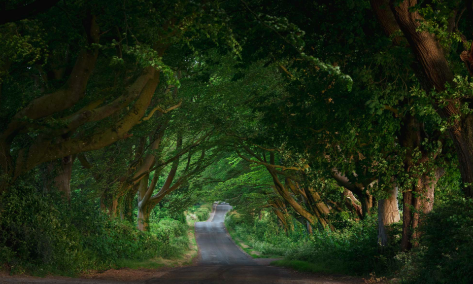 Jason Parnell-Brookes captured this picturesque lane a short drive away from his home in Somerset.
