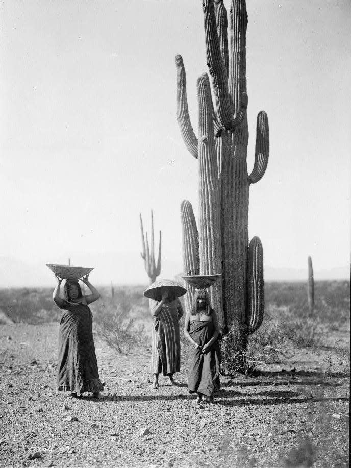 Three Maricopa women with baskets on their heads, standing by Saguaro cacti.