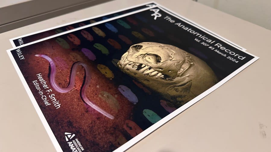 New research conducted at the University of Texas is taking a closer look at the skulls of Worm Lizards. (Credit: Eric Henrikson/KXAN)