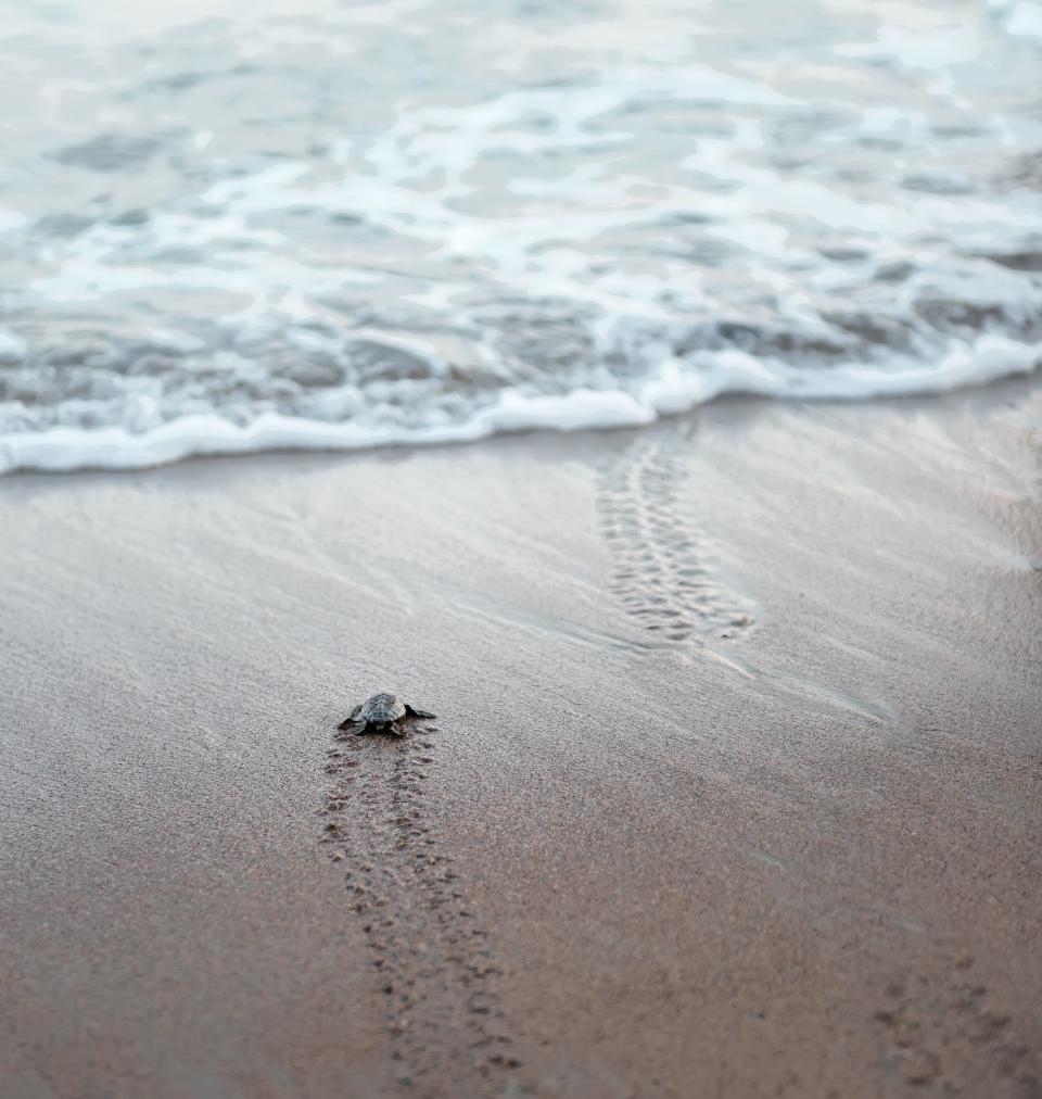 NOAA lists seven species of sea turtles that can be found in the Gulf of Maine.