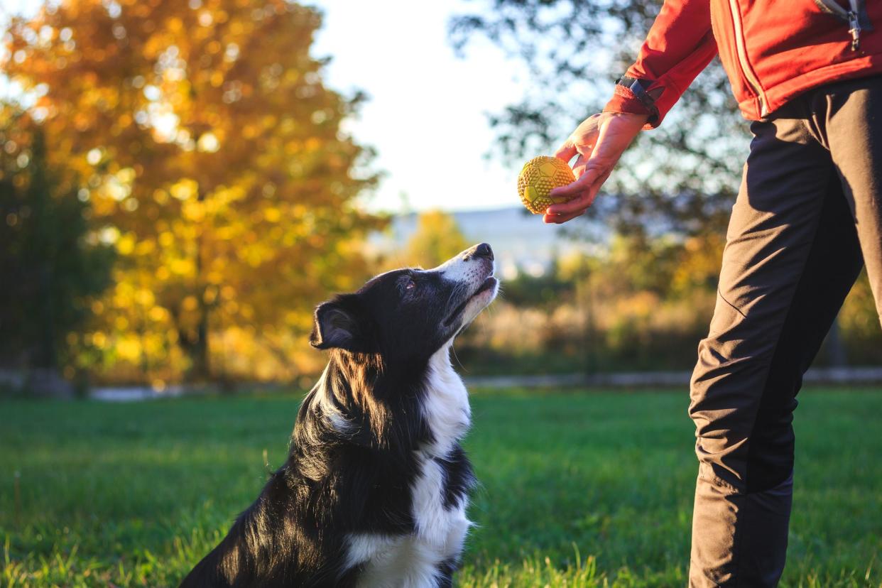 Animal trainer playing with dog outdoors. Woman prepares to throw ball to her border collie in park