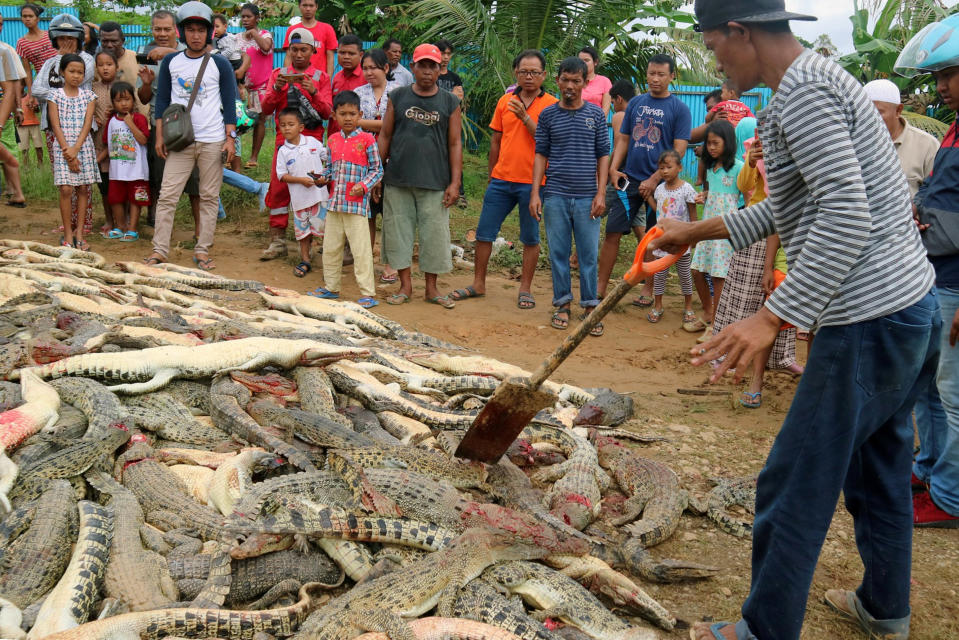 Local residents look at the carcasses of hundreds of crocodiles from a breeding farm after they were killed by angry locals following the death of a man who was killed in a crocodile attack in Sorong regency, West Papua