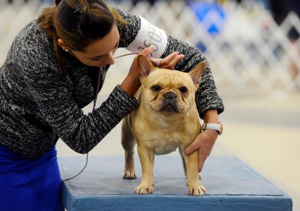 Miranda Nevaraz of Stillwater, Minnesota sets her French bulldog, Ivy on the judging table while competing in the senior open class of junior showmanship Sunday at the Sioux Empire Kennel Club dog show at the W.H. Lyon Fairgrounds, Oct 26, 2014. 