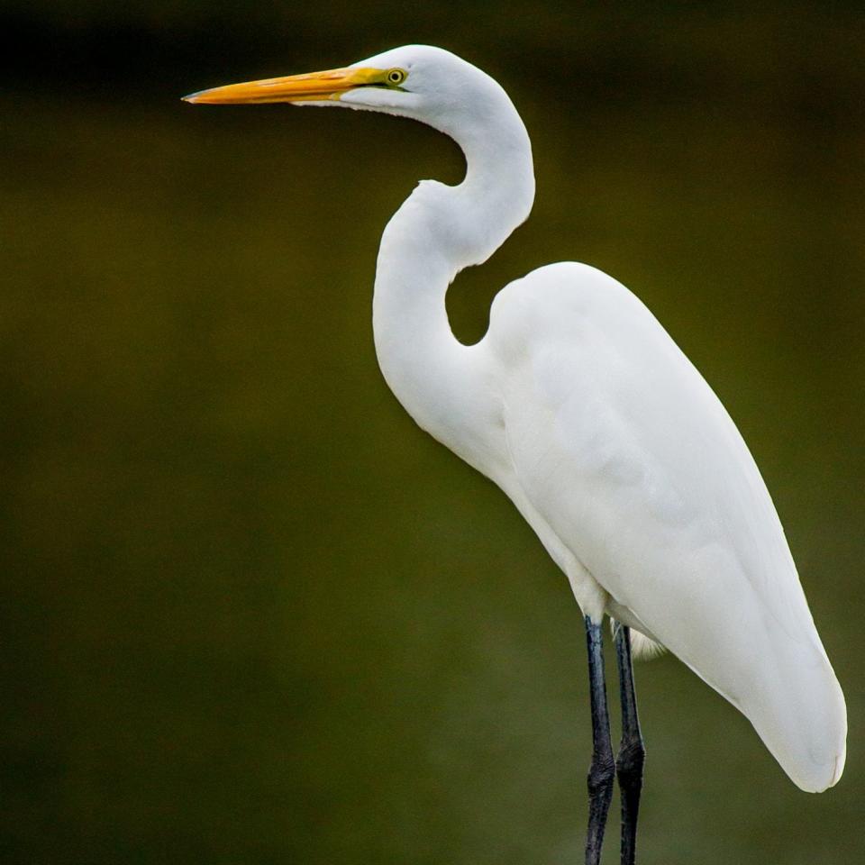 A great egret - Getty