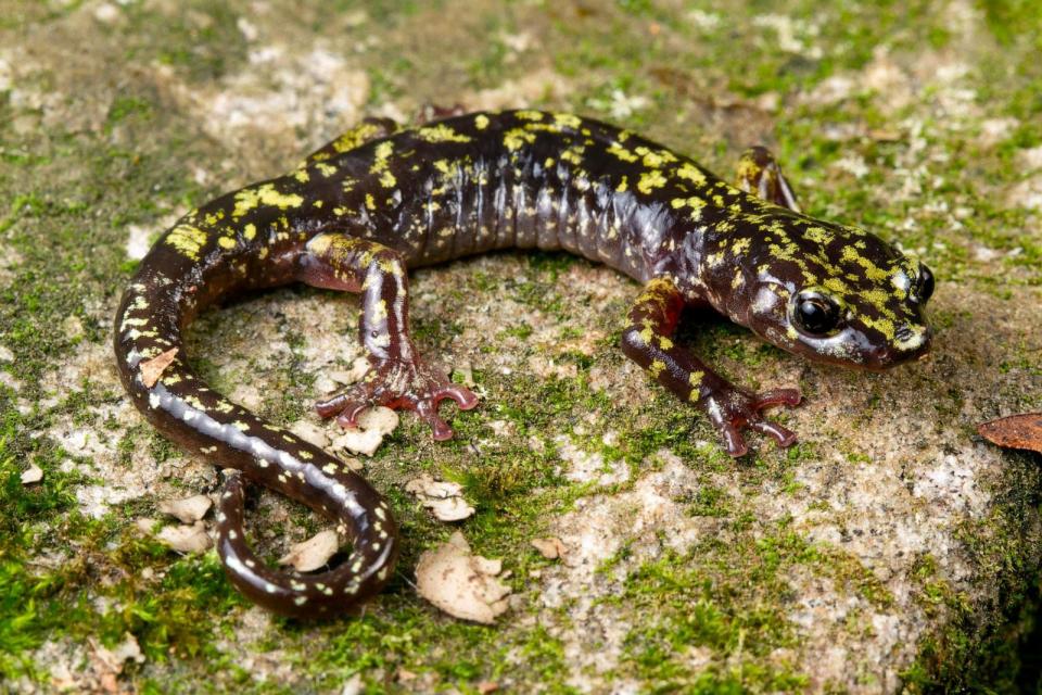 PHOTO: Hickory Nut Gorge Green Salamander (Aneides caryaensis), a critically endangered species found in the United States. (Todd W. Pierson)