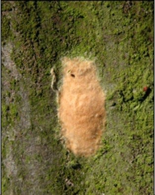 A spongy moth egg mass can contain between 600 and 700 eggs.