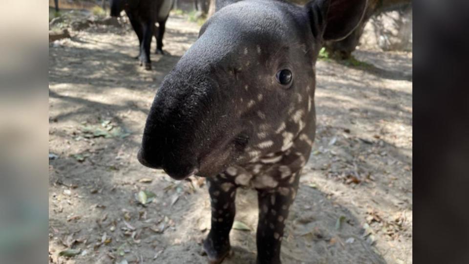 英雄是時隔17年在Zoorasia誕生的馬來貘。（圖／翻攝自橫濱動物園Zoorasia官網）