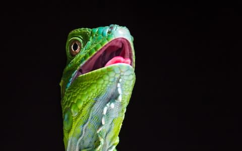 Close up of a juvenile green iguana - Credit: Getty Images