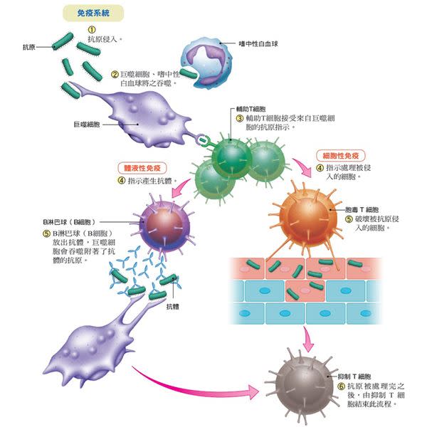 （圖片提供／大是文化）