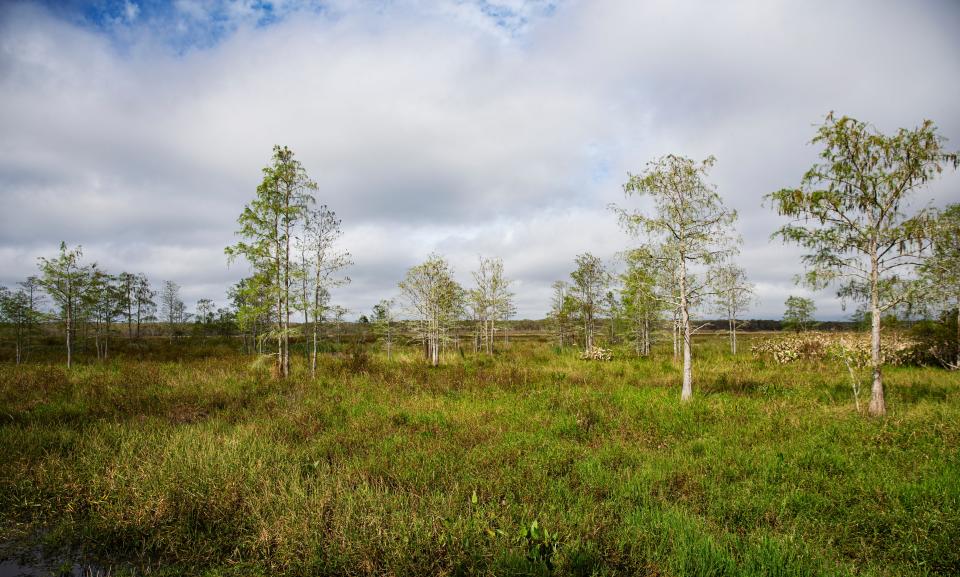 Marsh prairie at Corkscrew Swamp Sanctuary. This area is going the restoration process. Willows that choked the area have been removed. 