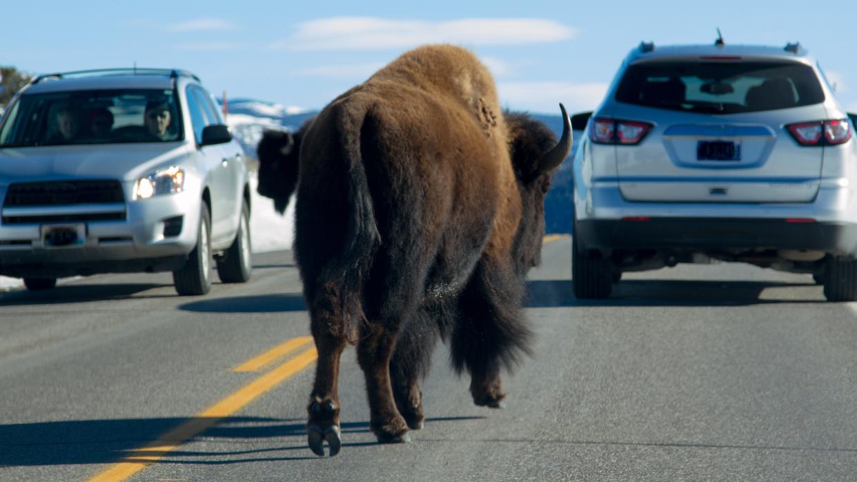  Bison on road at Yellowstone National Park facing cars. 