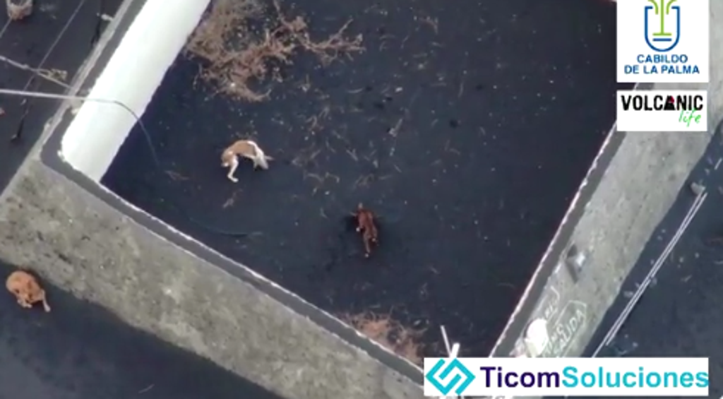 Three dogs stranded in an abandoned yard in the Spanish Canary Island of La Palma (Screengrab/Video)