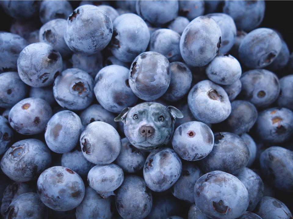 dogs in food blueberry