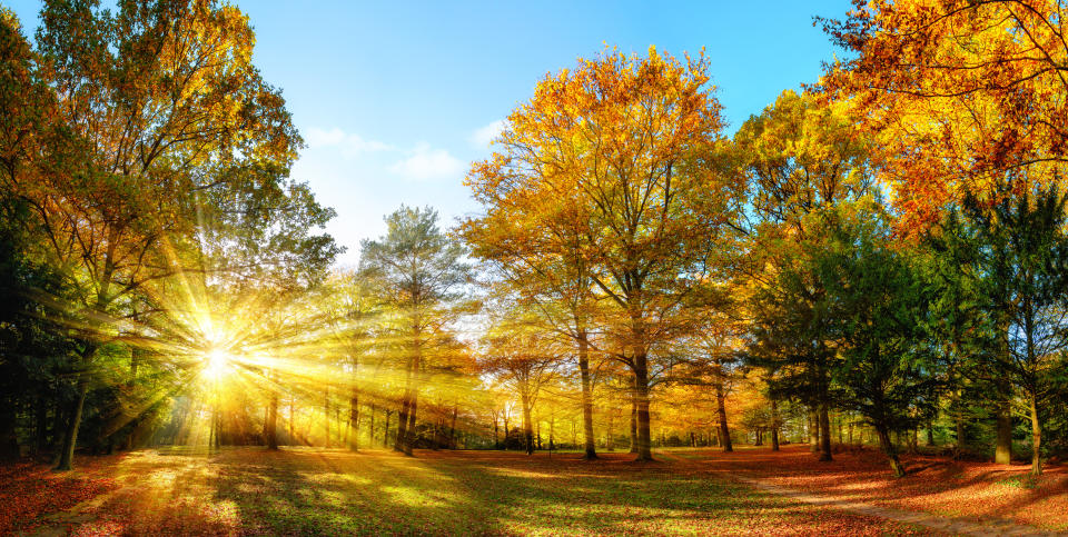 Sonnenstrahlen durchbrechen eine herbstlich eingefärbte Baumreihe. 