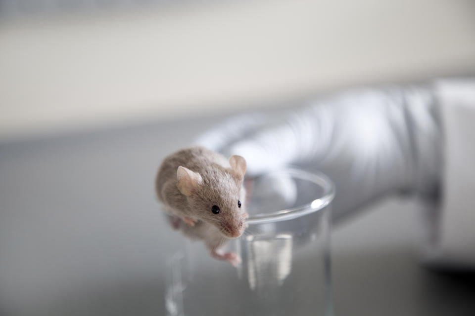 Im Labor konnten Forschende zeigen, dass sich das Gehirn von Mäusen bereits früh in der Schwangerschaft verändert, um die Tiere auf ihre Mutterrolle vorzubereiten. (Symbolbild: Getty Images)