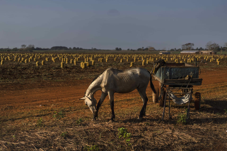 A horse grazes next to his carriage in a potato field in Guines, Cuba, Friday, March 26, 2021. Authorities are promoting the production of basic staple foods while many essential vegetables have disappeared from markets, triggered by the coronavirus pandemic’s effect on the country’s already compromised economy. (AP Photo/Ramon Espinosa)