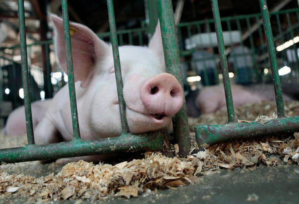 A pig naps at the Monroe County Fair in 2013.