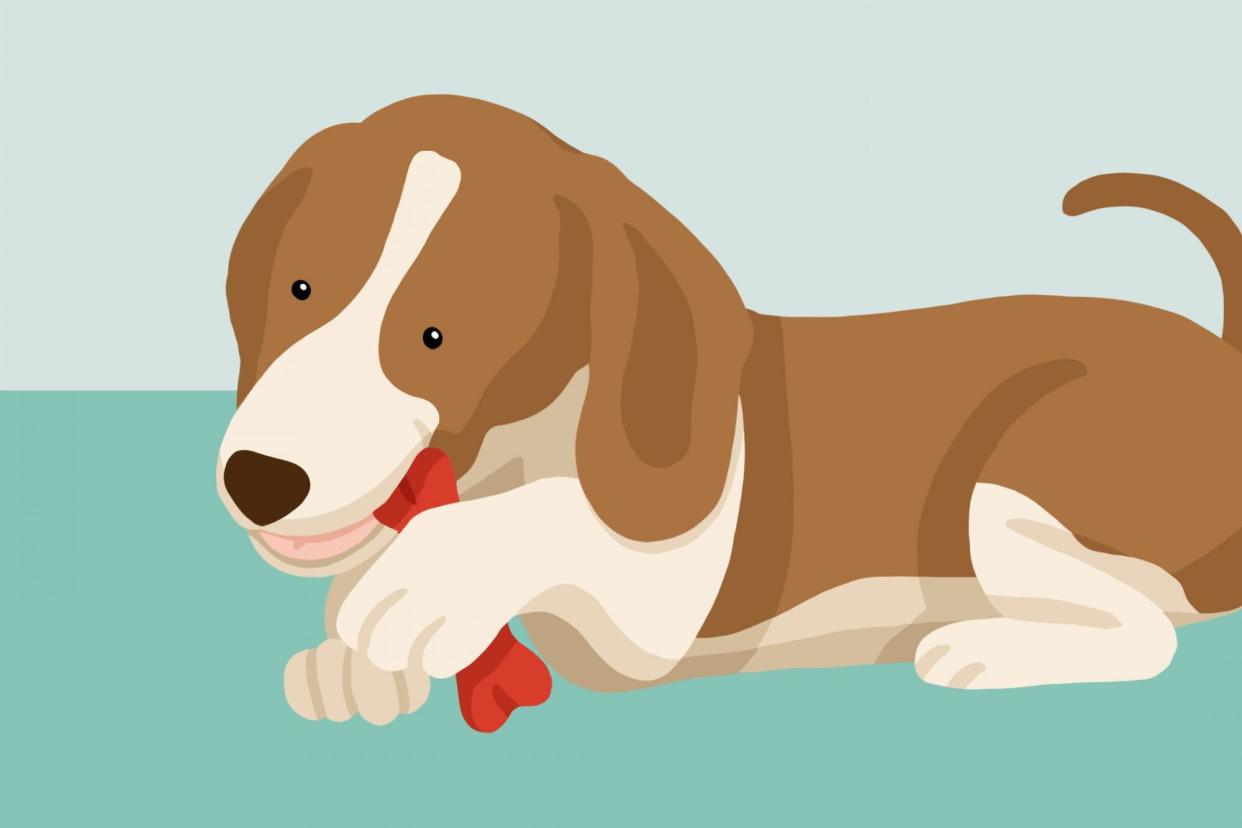 illustration how to help a choking dog dog chewing a bone